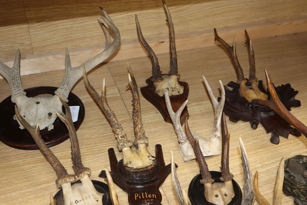 A quantity of taxidermic antlers, horns and deer feet, several on Black Forest mounts